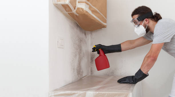 Professional Basement Mold Remediation technician working in Norristown, PA